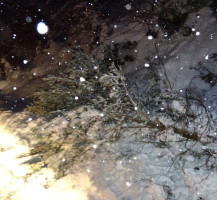 Baumsturz durch Schneelast 09.01.2019