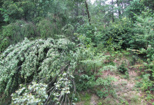 Sturm 004